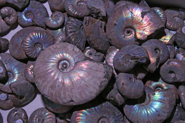 Ammoniten mit Perlmuttschale